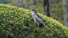 Nycticorax nycticorax nycticorax