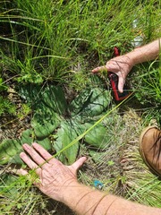 Ledebouria ovatifolia