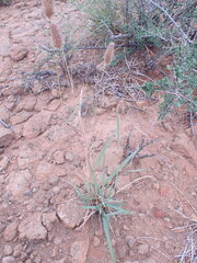 Fingerhuthia africana