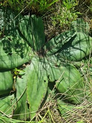 Ledebouria ovatifolia