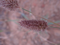 Fingerhuthia africana