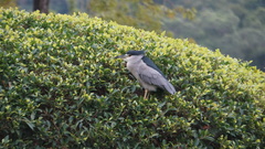 Nycticorax nycticorax nycticorax