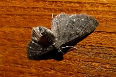 Eupithecia tripunctaria