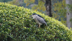 Nycticorax nycticorax nycticorax