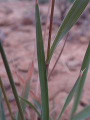 Fingerhuthia africana