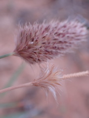 Fingerhuthia africana