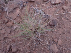 Enneapogon cenchroides