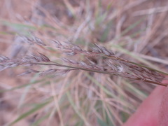 Enneapogon cenchroides