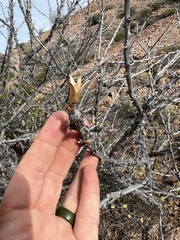 Fouquieriaceae
