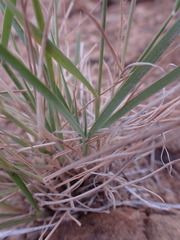 Enneapogon cenchroides