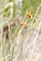 Cyperus sphaerocephalus