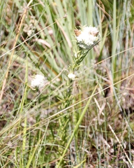 Helichrysum herbaceum