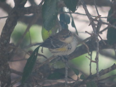 Setophaga coronata