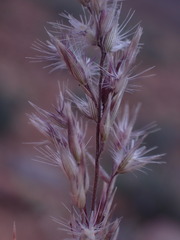 Enneapogon cenchroides