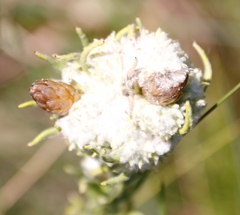 Helichrysum herbaceum