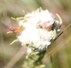 Helichrysum herbaceum