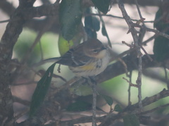 Setophaga coronata