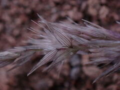 Enneapogon cenchroides