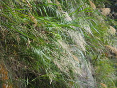 Arundo formosana