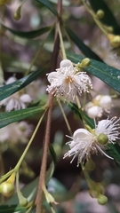 Myrceugenia lanceolata