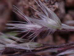 Enneapogon cenchroides