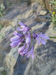 Agapanthus campanulatus