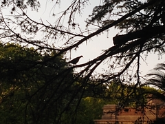 Patagioenas picazuro