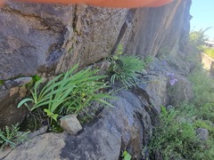Agapanthus campanulatus