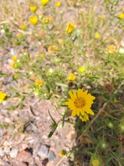 Grindelia pulchella