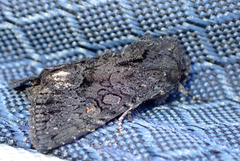 Neumichtis nigerrima