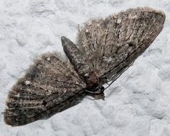 Eupithecia tripunctaria