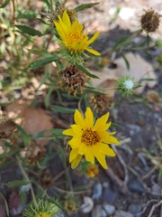 Grindelia pulchella