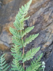 Cheilanthes eckloniana