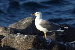 Larus michahellis atlantis