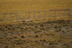 Lycalopex