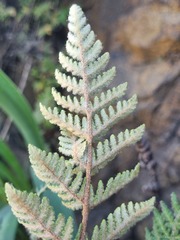 Cheilanthes eckloniana