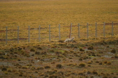 Lycalopex