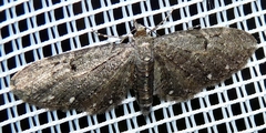 Eupithecia tripunctaria