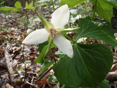 Trillium