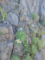 Agapanthus campanulatus