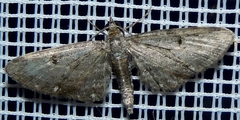 Eupithecia tripunctaria