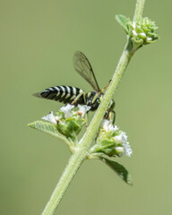 Bicyrtes discisus