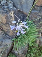 Agapanthus campanulatus