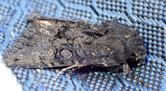 Neumichtis nigerrima