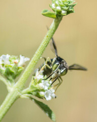 Bicyrtes discisus