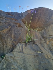 Agapanthus campanulatus
