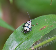 Omophoita octoguttata
