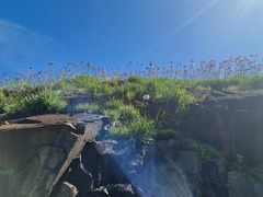 Agapanthus campanulatus