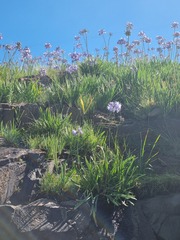 Agapanthus campanulatus