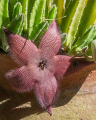Stapelia grandiflora